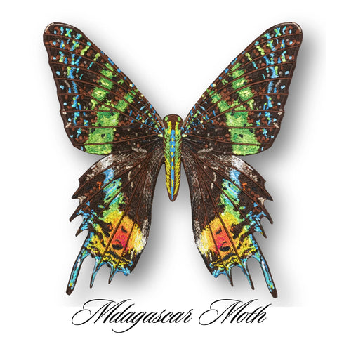 Anita Goodesign Butterfly Studies Book